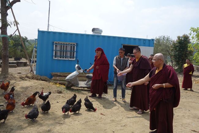 上師喇嘛僧眾為彼誦經祈福，賜予甘露水，願彼早日超脫畜生道！祈福後的雞將野放至龜丹私人農場，繼續餵養直至緣盡。